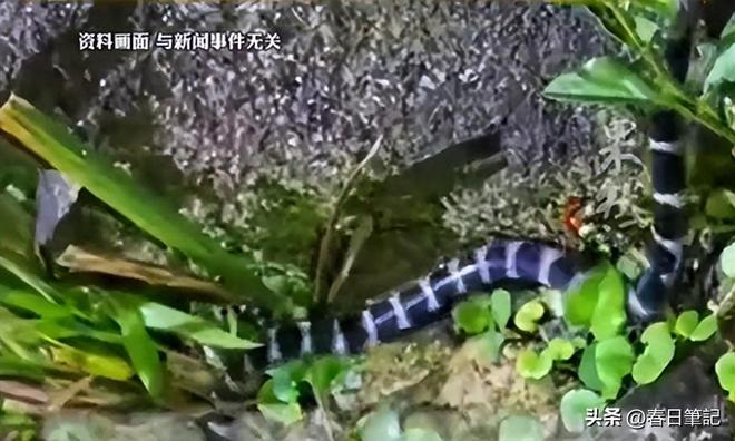 ！身份信息曝光家属发声抢救后称没经验九游会j9登陆女游客被蛇咬身亡后续(图10)